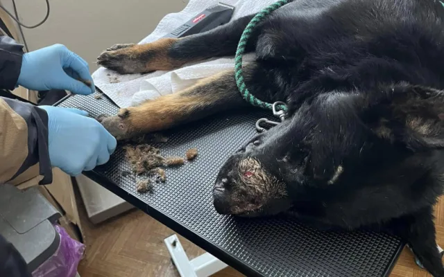 Devět trpících psů včetně štěňat skončilo v útulku v Mohelnici. Žili v garáži nebo ve vozíku od auta