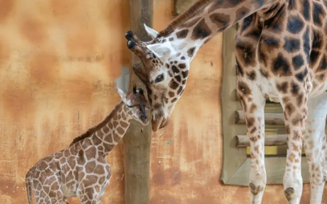Konečně samička! V olomoucké zoo se narodilo další žirafí mládě