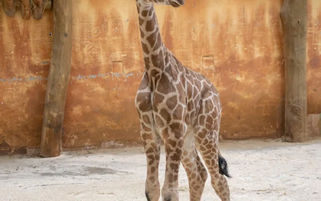 Konečně samička! V olomoucké zoo se narodilo další žirafí mládě