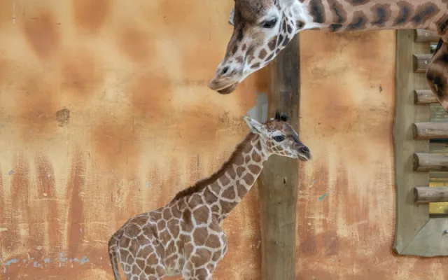 Konečně samička! V olomoucké zoo se narodilo další žirafí mládě