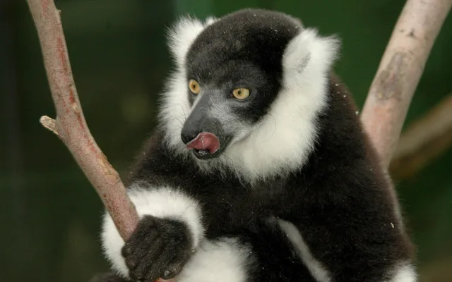 Lemury čeká stěhování. V Zoo Olomouc pro ně připravují příhodnější výběh