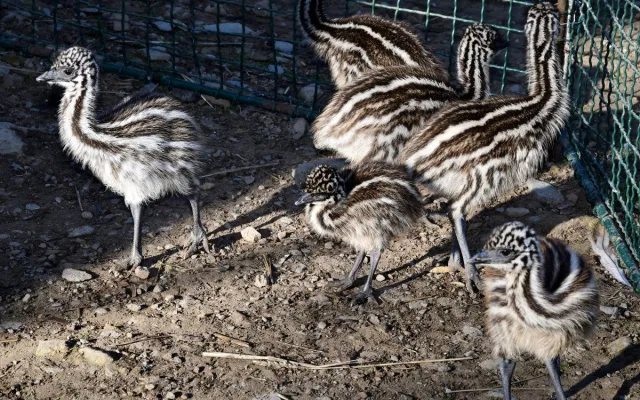 Mláďata v olomoucké zoo. Na Svatém kopečku mají 9 nových ptáků emu