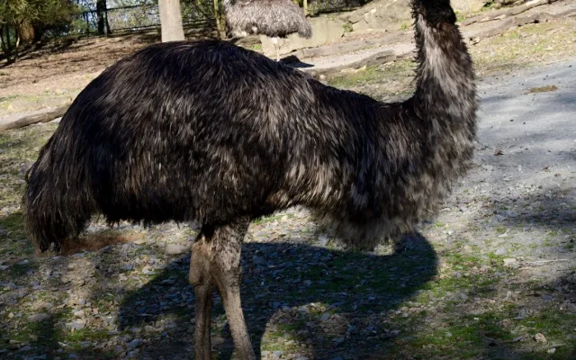 Mláďata v olomoucké zoo. Na Svatém kopečku mají 9 nových ptáků emu