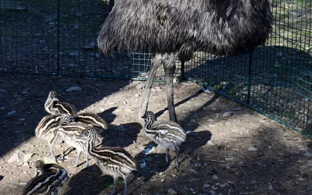Mláďata v olomoucké zoo. Na Svatém kopečku mají 9 nových ptáků emu