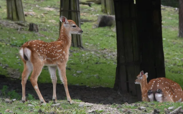 Jedno z největších stád v Evropě. Olomoucká zoo se pyšní vzácnými jeleny