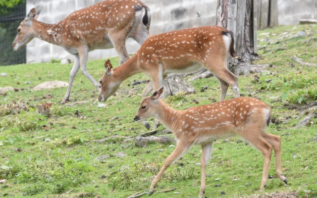 Jedno z největších stád v Evropě. Olomoucká zoo se pyšní vzácnými jeleny