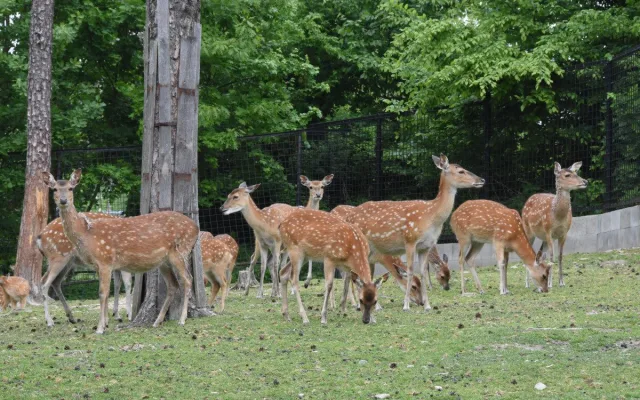Jedno z největších stád v Evropě. Olomoucká zoo se pyšní vzácnými jeleny
