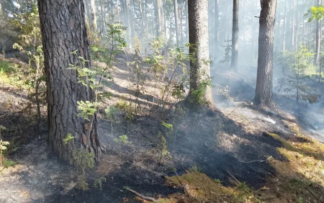 Dva požáry lesa na Šumpersku od špatně uhašeného ohniště. Zasahovaly desítky hasičů