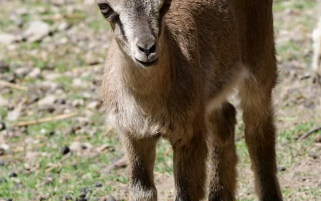 Olomoucká zoo má největší stádo kozy krétské v Evropě. Letos se zde narodilo šest mláďat