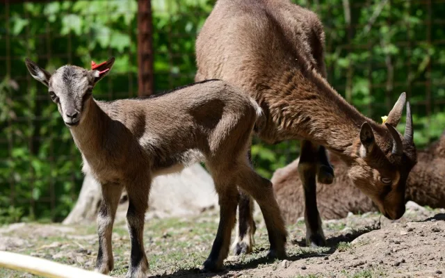 Olomoucká zoo má největší stádo kozy krétské v Evropě. Letos se zde narodilo šest mláďat