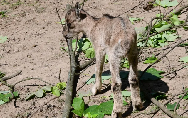 Olomoucká zoo má největší stádo kozy krétské v Evropě. Letos se zde narodilo šest mláďat