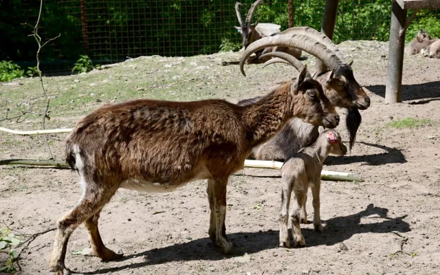 Olomoucká zoo má největší stádo kozy krétské v Evropě. Letos se zde narodilo šest mláďat