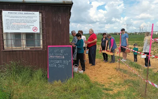 FOTOGALERIE: Červené šílenství. Na plantážích u Prostějova a Olomouce začal samosběr jahod