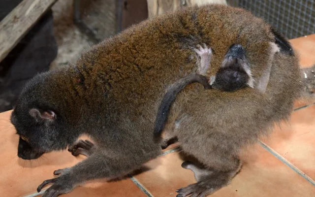 Dvojnásobná radost na Svatém kopečku. V zoo se narodila lemuří dvojčata