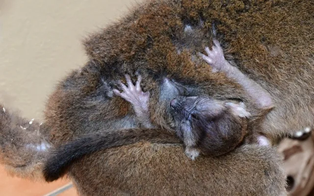 Dvojnásobná radost na Svatém kopečku. V zoo se narodila lemuří dvojčata