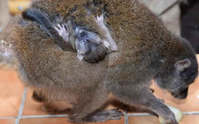 Dvojnásobná radost na Svatém kopečku. V zoo se narodila lemuří dvojčata