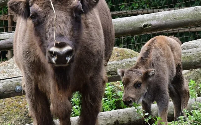Zubří stádo na Svatém Kopečku se rozrostlo o dvě mláďata, jde o jediné odchovy na Moravě