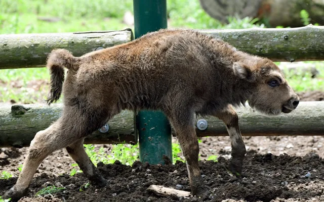 Zubří stádo na Svatém Kopečku se rozrostlo o dvě mláďata, jde o jediné odchovy na Moravě