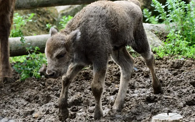 Zubří stádo na Svatém Kopečku se rozrostlo o dvě mláďata, jde o jediné odchovy na Moravě