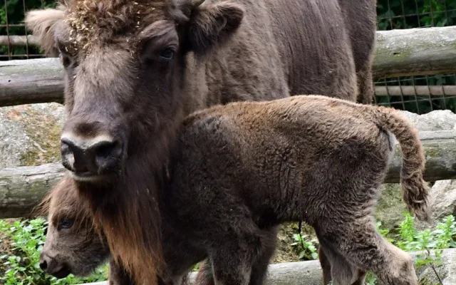 Zubří stádo na Svatém Kopečku se rozrostlo o dvě mláďata, jde o jediné odchovy na Moravě