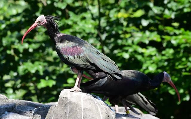 Bábovka je otevřená. V obří voliéře v olomoucké zoo se lidé projdou mezi cizokrajným ptactvem