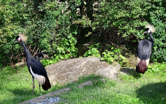 Bábovka je otevřená. V obří voliéře v olomoucké zoo se lidé projdou mezi cizokrajným ptactvem