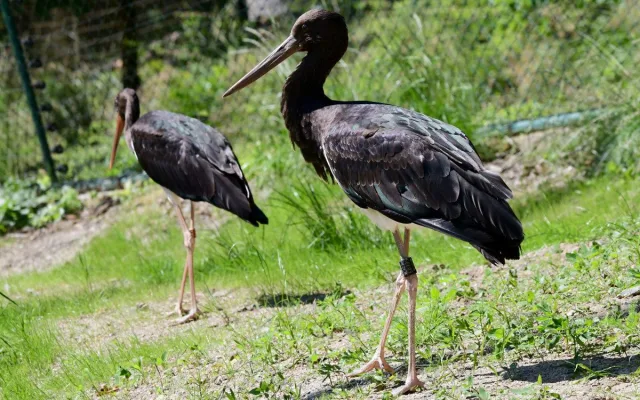 Bábovka je otevřená. V obří voliéře v olomoucké zoo se lidé projdou mezi cizokrajným ptactvem