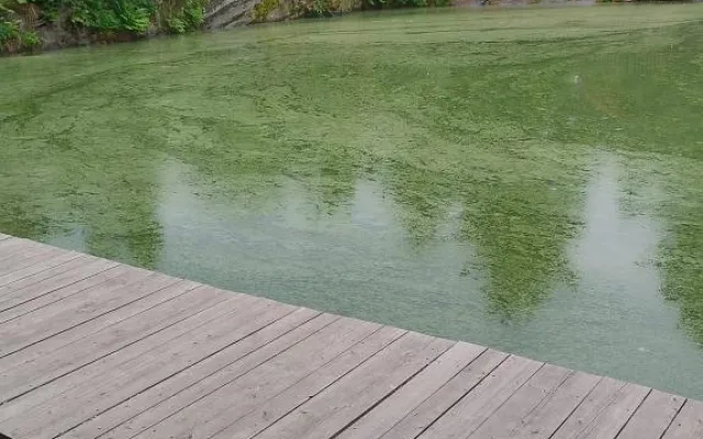 Voda na Plumlově a na Poděbradech je v pořádku. Sinice jsou ovšem v jezírku u Dalova