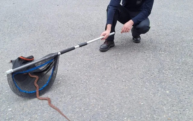 Hasiči v Litovli odchytli nádhernou užovku červenou a hledají chovatele, kterému utekla