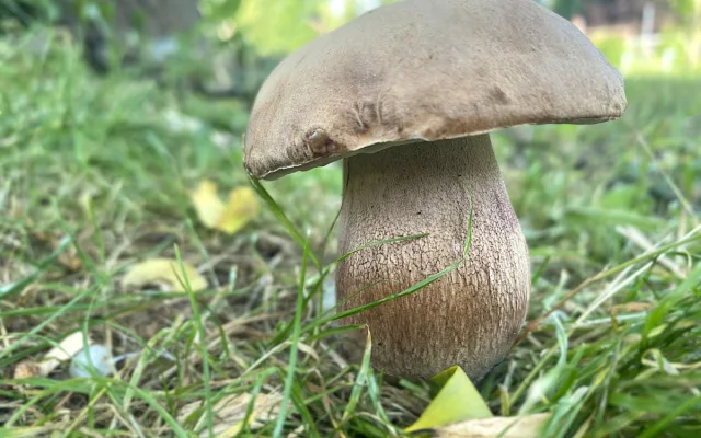 Houbařská sezóna startuje. Po deštích se objevují první hřiby, lidé se chlubí svými úlovky