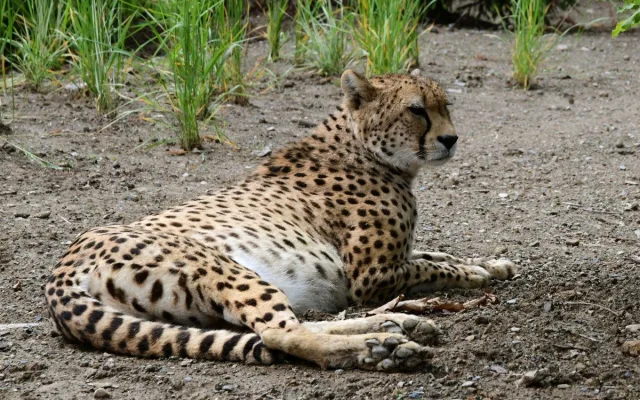 VIDEO: Samec geparda v olomoucké zoo se už těší na dvě samice. Přicestovaly z Polska