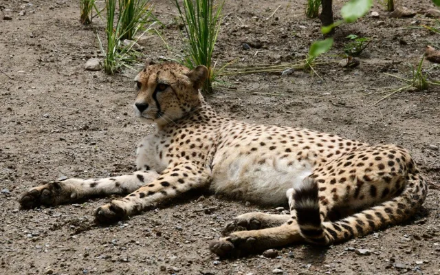VIDEO: Samec geparda v olomoucké zoo se už těší na dvě samice. Přicestovaly z Polska