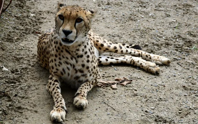 VIDEO: Samec geparda v olomoucké zoo se už těší na dvě samice. Přicestovaly z Polska
