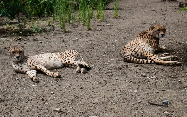 VIDEO: Samec geparda v olomoucké zoo se už těší na dvě samice. Přicestovaly z Polska