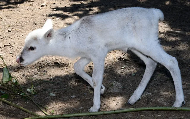 Stádo sobů polárních se rozrostlo o šest mláďat. Chov v Zoo Olomouc patří mezi evropskou špičku