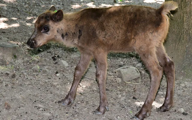 Stádo sobů polárních se rozrostlo o šest mláďat. Chov v Zoo Olomouc patří mezi evropskou špičku