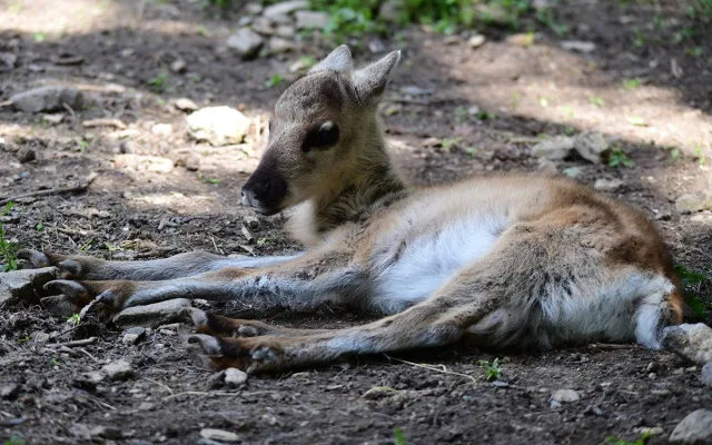 Stádo sobů polárních se rozrostlo o šest mláďat. Chov v Zoo Olomouc patří mezi evropskou špičku