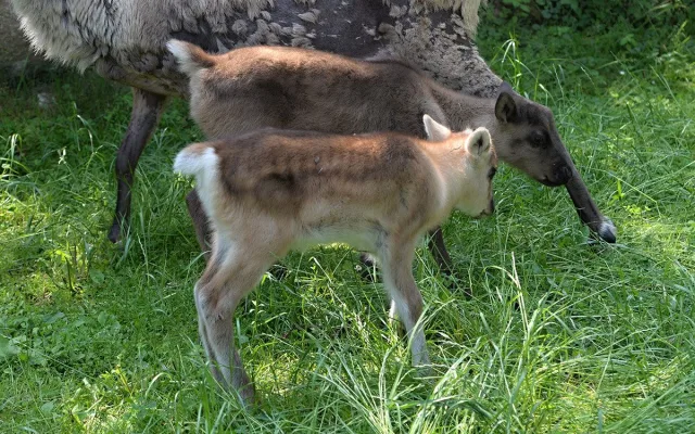 Stádo sobů polárních se rozrostlo o šest mláďat. Chov v Zoo Olomouc patří mezi evropskou špičku
