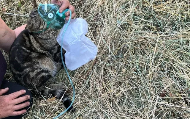 Ve vesničce u Bouzova plameny poničily dům, hasiči podali kyslíkovou terapii kocourovi