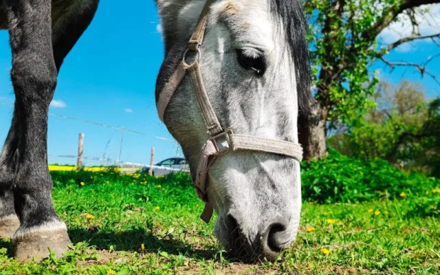 TIP NA VÝLET: Nenáročná procházka k rozhledně Tučín nabídne krásné výhledy do okolí