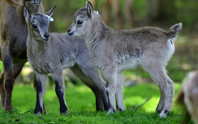 Nová mláďata kozorožce kavkazského. Olomoucká zoo má největší stádo na světě