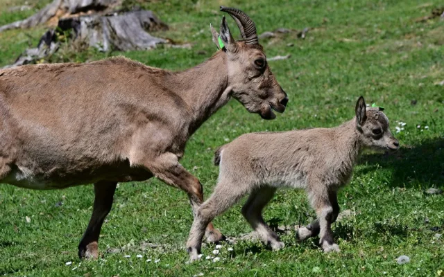 Nová mláďata kozorožce kavkazského. Olomoucká zoo má největší stádo na světě