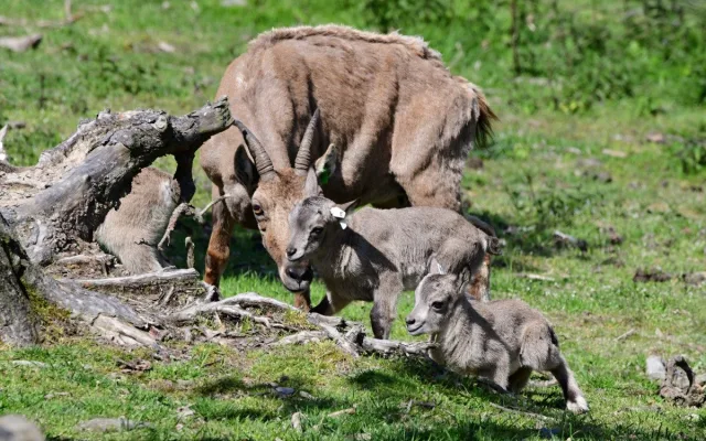 Nová mláďata kozorožce kavkazského. Olomoucká zoo má největší stádo na světě