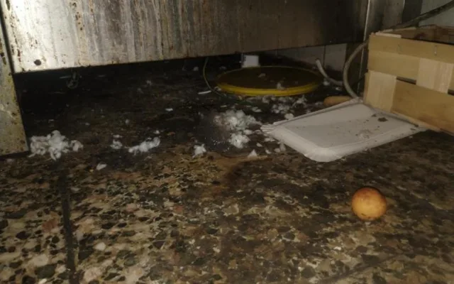 Inspektoři zavřeli restauraci v lázeňské obci Skalka. Uvnitř našli špínu a mrtvé hlodavce