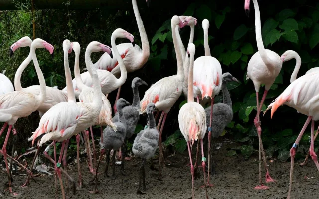 Plameňáci, husy nebo vzácný bažant. Olomoucká zoo je plná ptačích mláďat