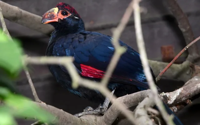Plameňáci, husy nebo vzácný bažant. Olomoucká zoo je plná ptačích mláďat