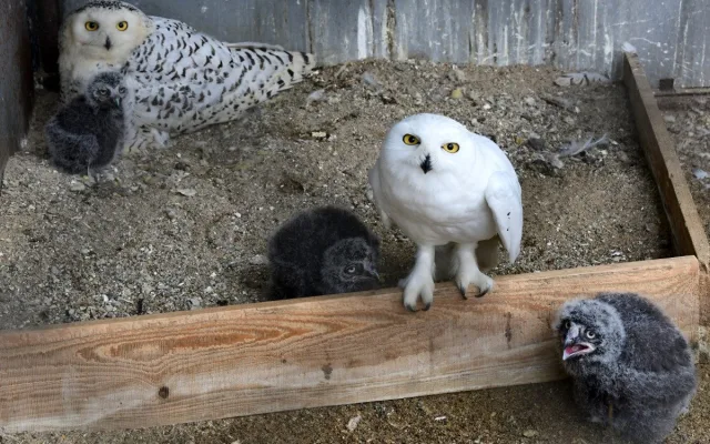Plameňáci, husy nebo vzácný bažant. Olomoucká zoo je plná ptačích mláďat