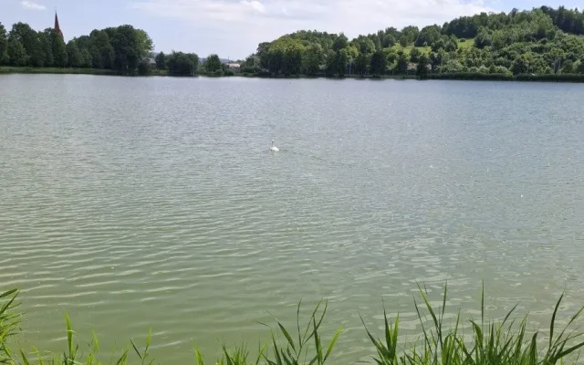 Labuť v nesnázích. Na Oborníku v Zábřehu hasiči zachraňovali mládě zamotané do vlasců
