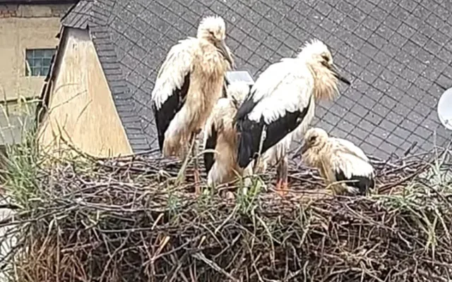 VIDEO: Život čápat z Moravského Berouna visel na vlásku. Ptačí sirotci už baští kvanta kuřat a myší