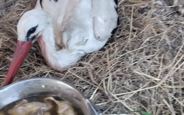 VIDEO: Život čápat z Moravského Berouna visel na vlásku. Ptačí sirotci už baští kvanta kuřat a myší